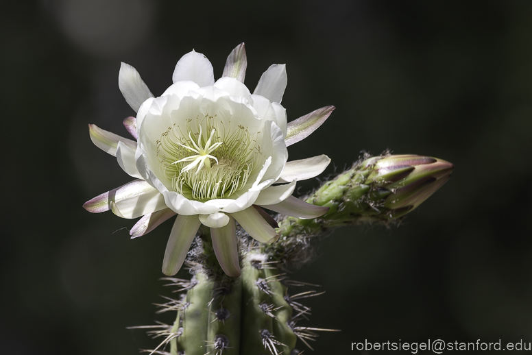 arizona garden